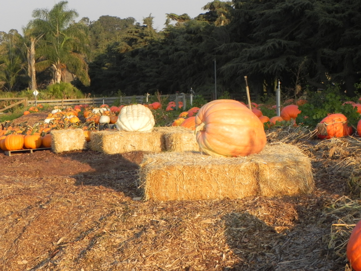 Nipomo Pumpkin Patch Picture Pumpkins 20 0930